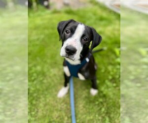 Mutt Dogs for adoption in Tarrytown, GA, USA
