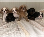 Small Photo #3 Cavalier King Charles Spaniel Puppy For Sale in WAXAHACHIE, TX, USA