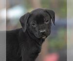 Small #1 Labrador Retriever Mix