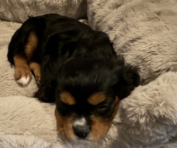 Medium Photo #11 Cavalier King Charles Spaniel Puppy For Sale in PARKER, CO, USA