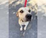 Small Labrador Retriever Mix