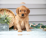 Puppy Newton Golden Retriever