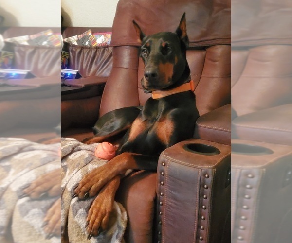 Medium Photo #1 Doberman Pinscher Puppy For Sale in BEGGS, OK, USA