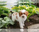 Small Photo #2 Poodle (Miniature) Puppy For Sale in FREDERICKSBURG, OH, USA