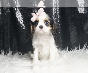 Medium Cavalier King Charles Spaniel