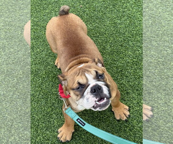 Medium Photo #2 Bulldog Puppy For Sale in Lighthouse Point, FL, USA