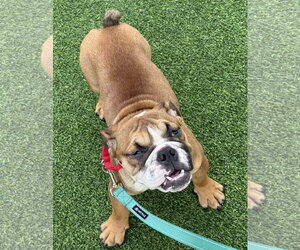 Braydee - Female Bulldog Dog for Adoption - Photo #2