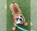 Small Photo #2 Bulldog Puppy For Sale in Lighthouse Point, FL, USA