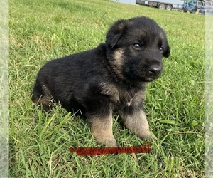 German Shepherd Dog Puppy for sale in WOLFE CITY, TX, USA