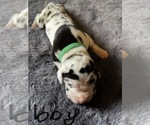 Small Photo #21 Great Dane Puppy For Sale in ZION, IL, USA