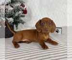 Small #4 Dachshund