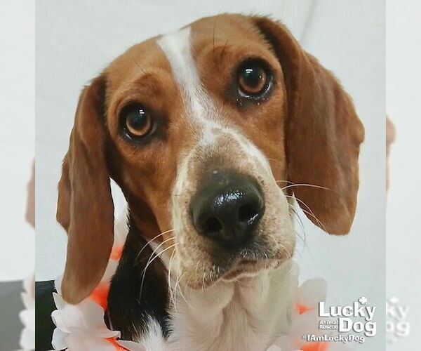 Medium Photo #1 Bagle Hound Puppy For Sale in Washington, DC, USA