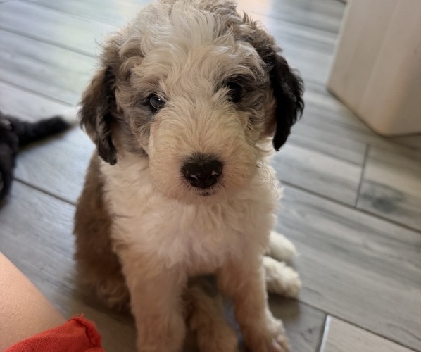 Medium Photo #14 Sheepadoodle Puppy For Sale in HUNTINGTON BEACH, CA, USA