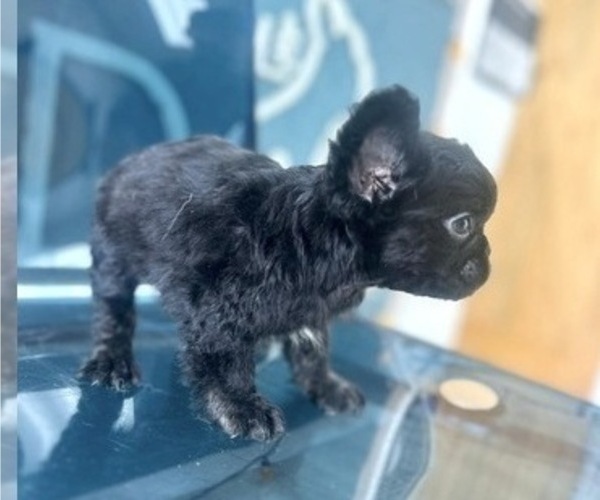 Medium Photo #9 French Bulldog Puppy For Sale in BERKELEY, CA, USA