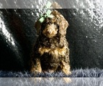 Small #2 Cavapoo