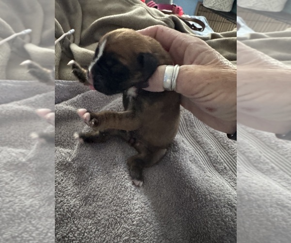 Medium Photo #1 Boxer Puppy For Sale in CHESTERFIELD, VA, USA