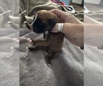 Puppy 2 Boxer