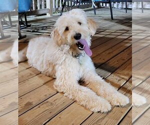 Goldendoodle Dogs for adoption in Scottsboro, AL, USA