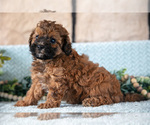 Small #3 Poodle (Miniature)-ShihPoo Mix