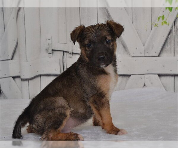 Medium Photo #1 Catahoula Leopard Dog-Unknown Mix Puppy For Sale in Oroville, CA, USA