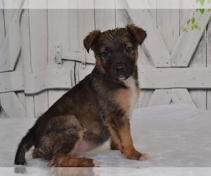 Catahoula Leopard Dog-Unknown Mix Dogs for adoption in Oroville, CA, USA