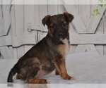 HENRY - Male Catahoula Leopard Dog-Unknown Mix Dog for Adoption - Small photo