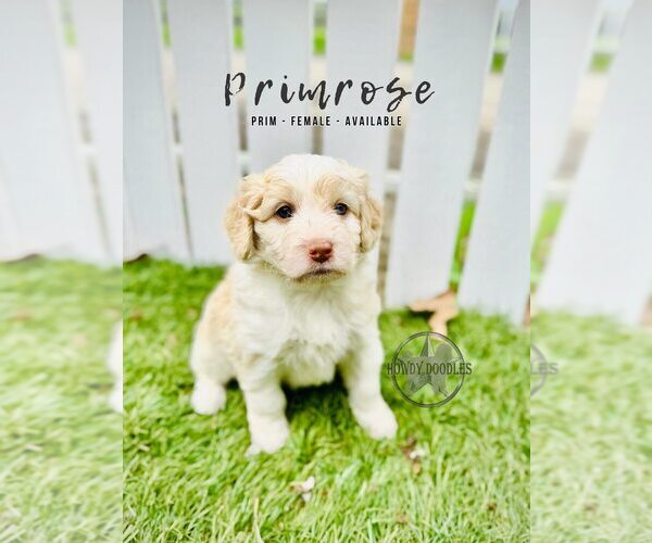 Medium Photo #10 Bordoodle Puppy For Sale in ELIZABETH CITY, NC, USA