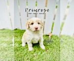 Small Photo #10 Bordoodle Puppy For Sale in ELIZABETH CITY, NC, USA