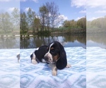 Small Photo #16 Basset Hound Puppy For Sale in PETERSBURG, IN, USA
