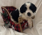 Small Photo #2 Bernedoodle Puppy For Sale in DAYTON, NV, USA