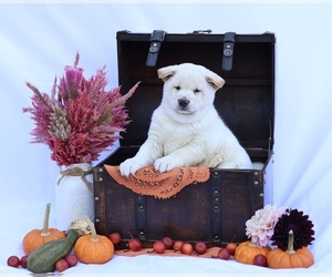 Shiba Inu Puppy for sale in PLATTEVILLE, WI, USA