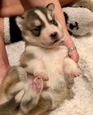 Siberian Husky Puppy for sale in CUCAMONGA, CA, USA