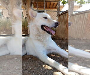 Daisy - Female Gerberian Shepsky Dog for Adoption - Photo #2