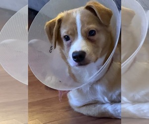 Colonial Cocker Spaniel-Siberian Husky Mix Dogs for adoption in Anchorage, AK, USA