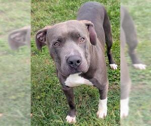Mutt Dogs for adoption in Akron, OH, USA