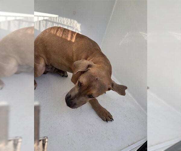 Medium Photo #1 Black Mouth Cur-Unknown Mix Puppy For Sale in Houston, TX, USA