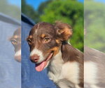 Small #3 Australian Shepherd-Chihuahua Mix