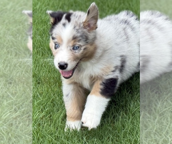 Medium Photo #59 Australian Shepherd Puppy For Sale in GREER, SC, USA