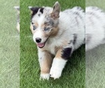 Puppy AKC Kiwi Australian Shepherd