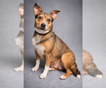 Small #3 Mutt