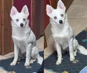 Pomimo Puppy for sale in SYRACUSE, NY, USA