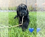 Puppy 5 Goldendoodle-Irish Doodle Mix
