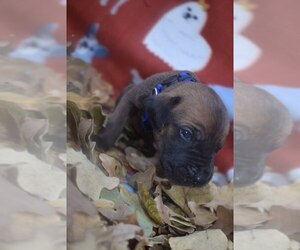 Great Dane Puppy for sale in ALVARADO, TX, USA