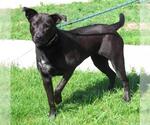 Small Mastiff Mix