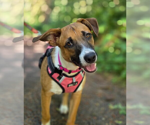 Medium Photo #6 Basenji-Unknown Mix Puppy For Sale in Milwaukie, OR, USA