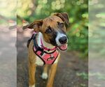 Small #5 Basenji Mix