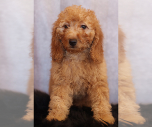 Goldendoodle (Miniature) Puppy for sale in ITASCA, TX, USA
