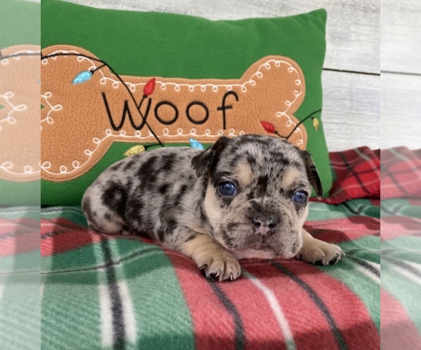 Medium Photo #3 French Bulldog Puppy For Sale in STELLA, MO, USA