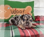 Small Photo #3 French Bulldog Puppy For Sale in STELLA, MO, USA