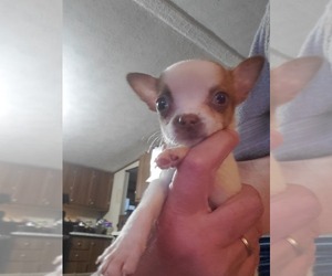 French Bulldog-Pembroke Welsh Corgi Mix Puppy for sale in DEFUNIAK SPRINGS, FL, USA